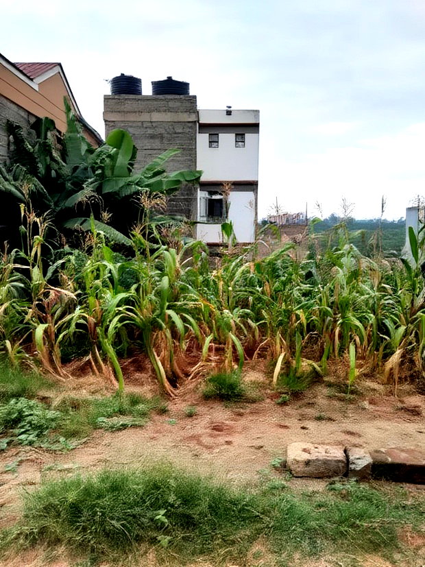 Kenyatta Rd, Murram Estate 50x25 Plots.