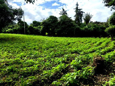Quarter Acreplot in Kerarapon Drive, Ngong. Fertile Red Soil - Image 3