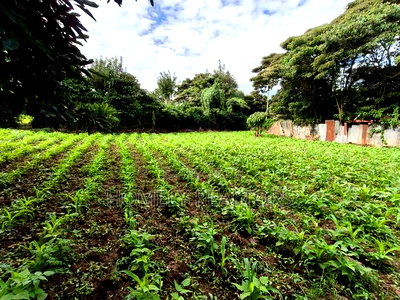 Quarter Acreplot in Kerarapon Drive, Ngong. Fertile Red Soil - Image 4