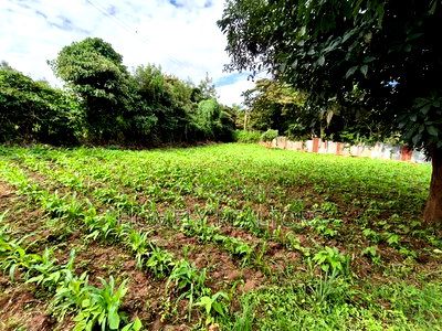 Quarter Acreplot in Kerarapon Drive, Ngong. Fertile Red Soil - Image 2