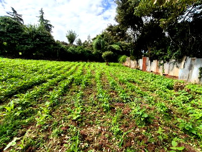 Quarter Acreplot in Kerarapon Drive, Ngong. Fertile Red Soil - Image 5