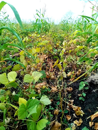 2 Acres of Land at Kakawa Area Embu Mwea - Image 1