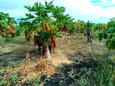 2 Acres of Land at Kakawa Area Embu Mwea - Image 6