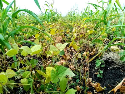 2 Acres of Land at Kakawa Area Embu Mwea - Image 2