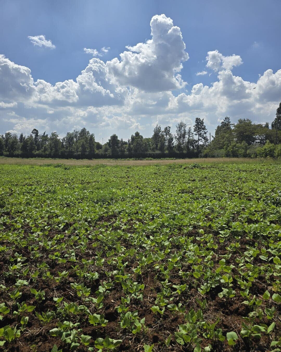 3-Acre Garden Plot with Parking - Kibiku