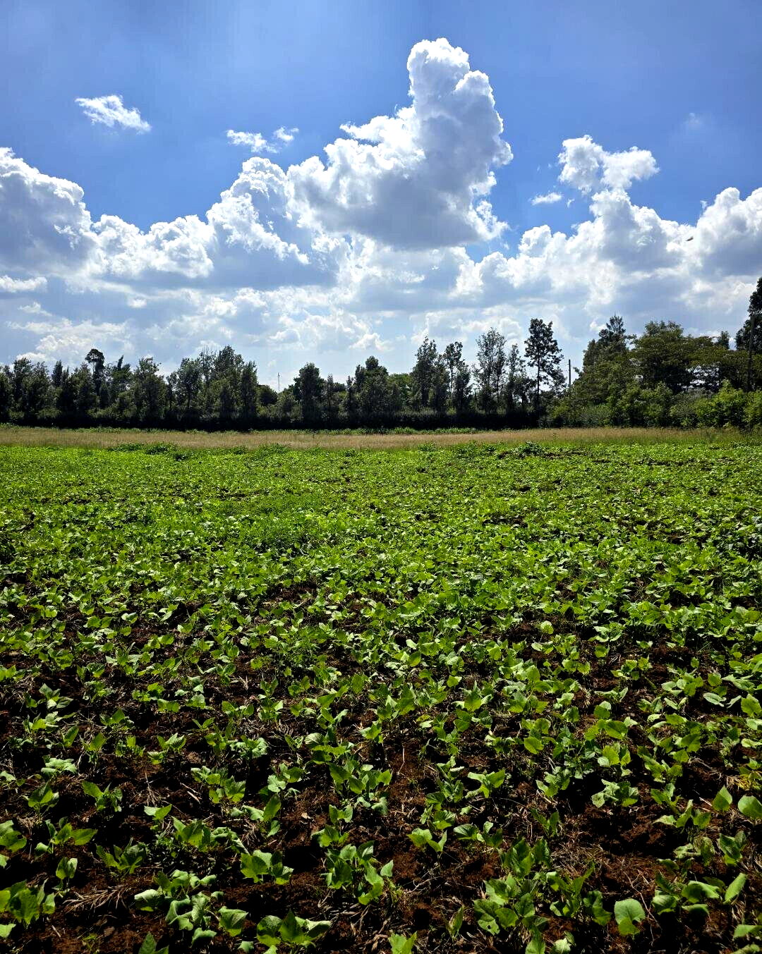 3-Acre Garden Plot with Parking - Kibiku