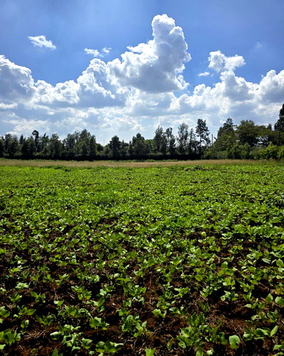 3-Acre Garden Plot with Parking - Kibiku