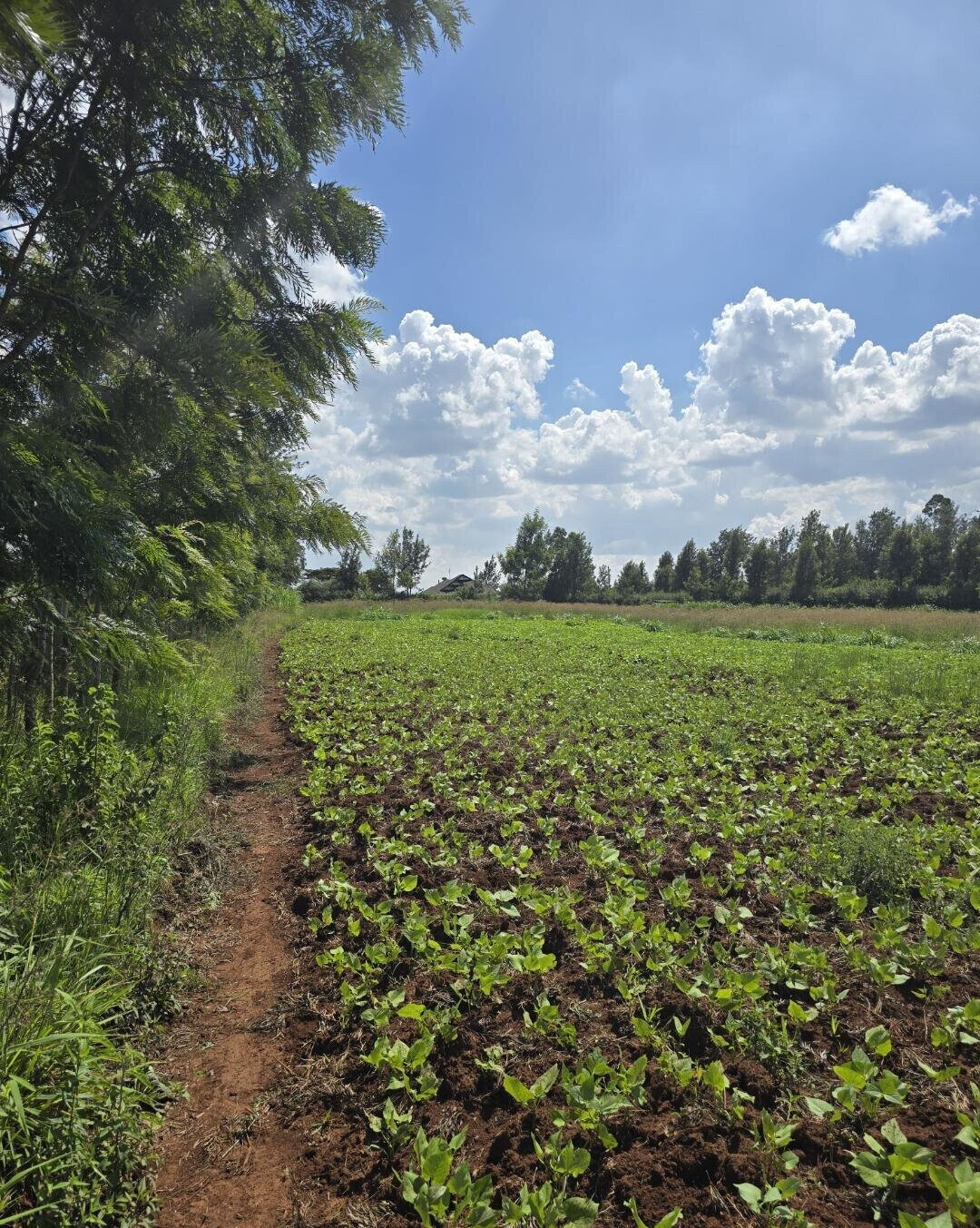 3-Acre Garden Plot with Parking - Kibiku