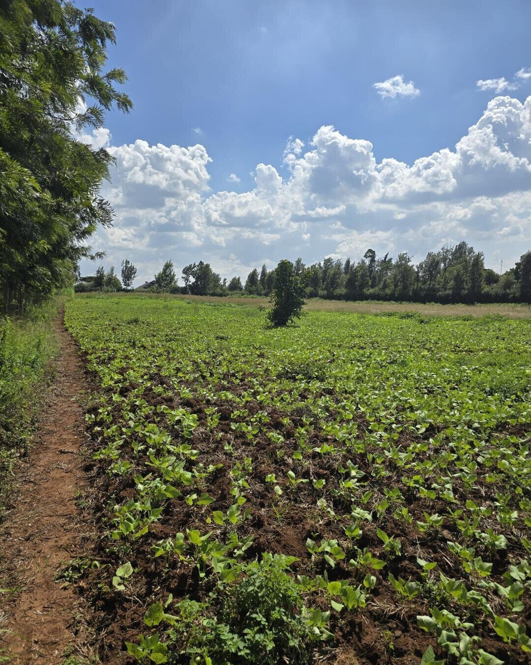 3-Acre Garden Plot with Parking - Kibiku