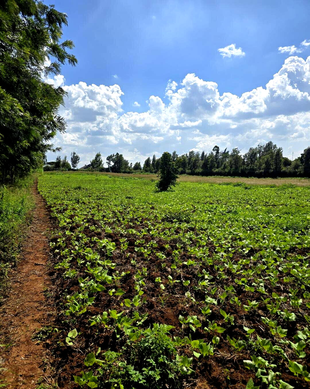 3-Acre Garden Plot with Parking - Kibiku