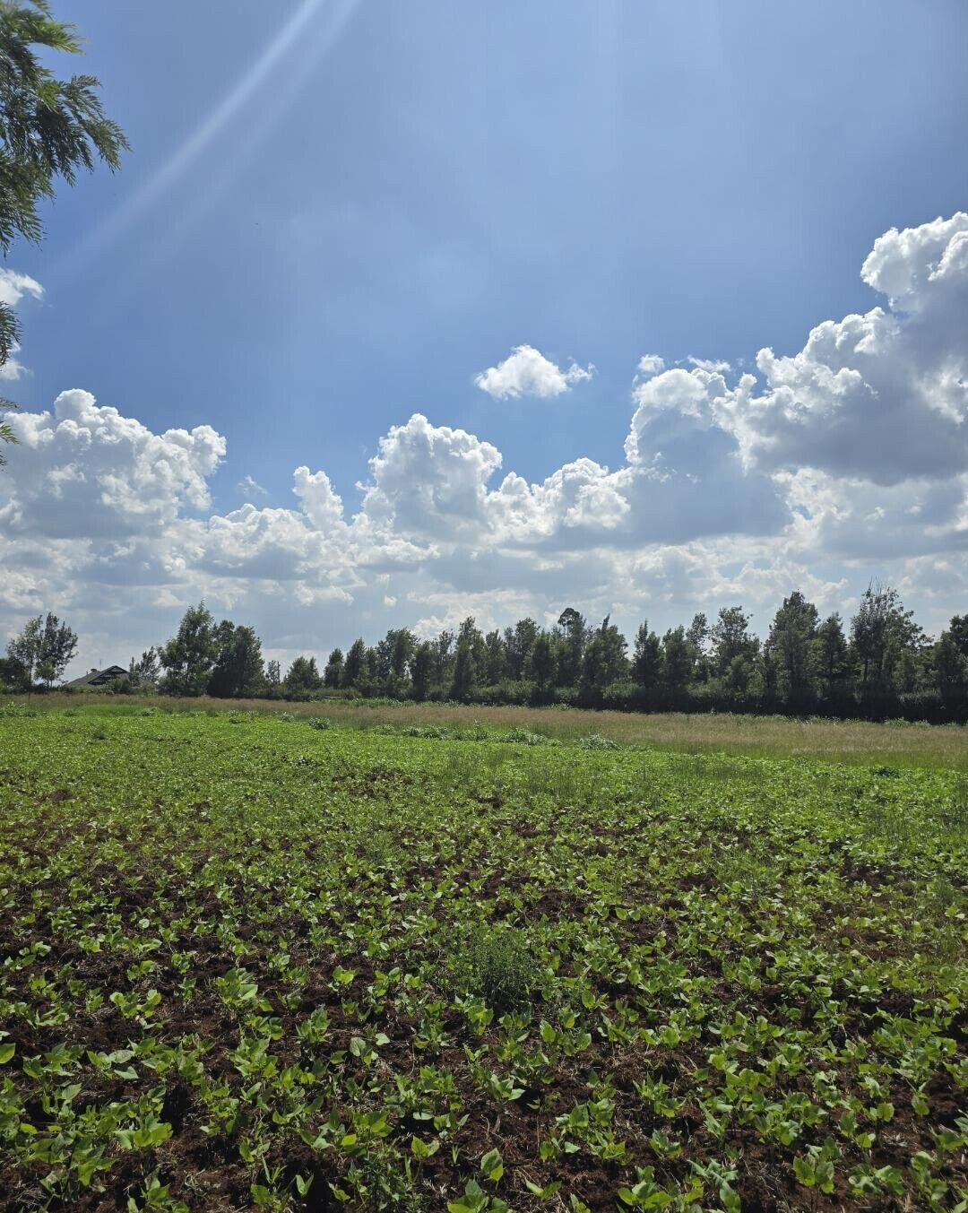 3-Acre Garden Plot with Parking - Kibiku