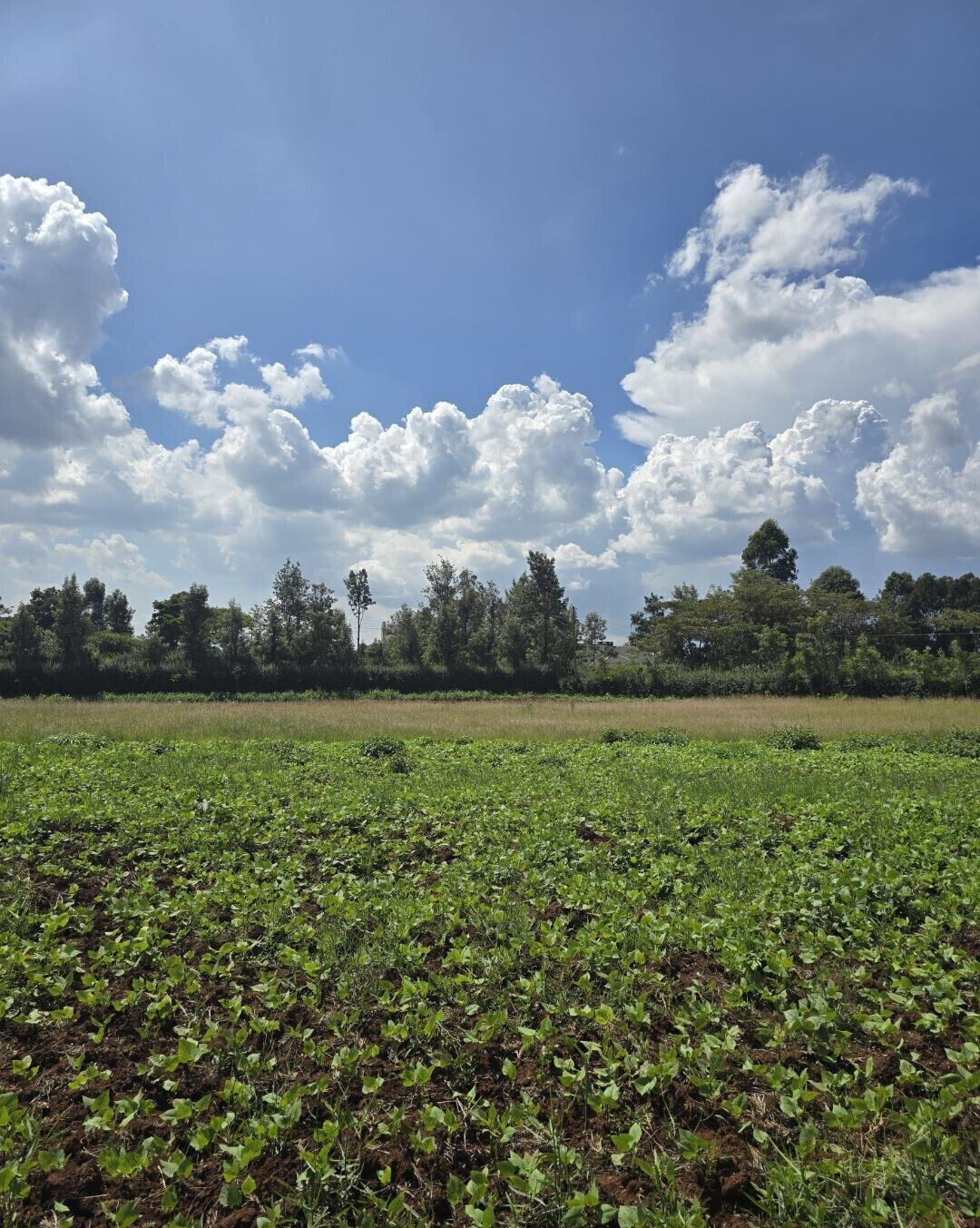 3-Acre Garden Plot with Parking - Kibiku