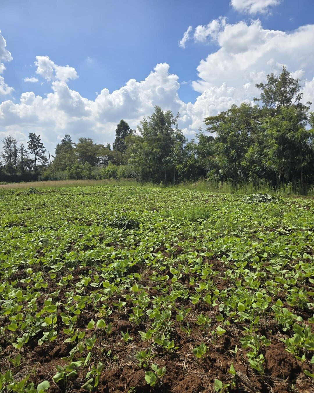 3-Acre Garden Plot with Parking - Kibiku