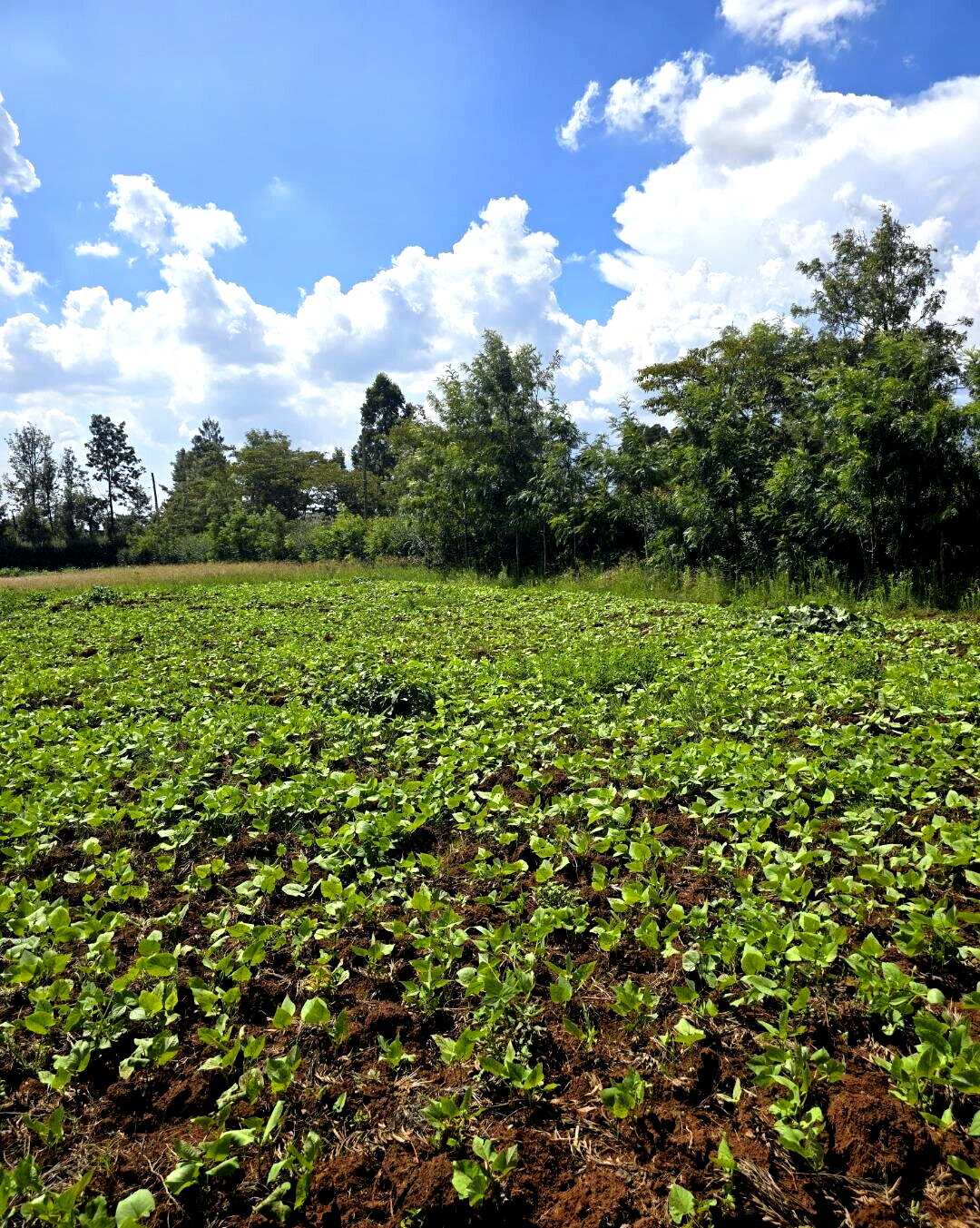 3-Acre Garden Plot with Parking - Kibiku