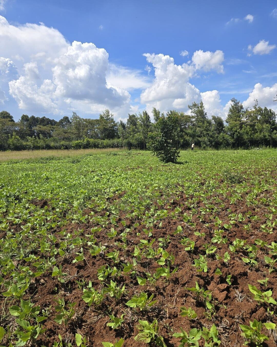3-Acre Garden Plot with Parking - Kibiku