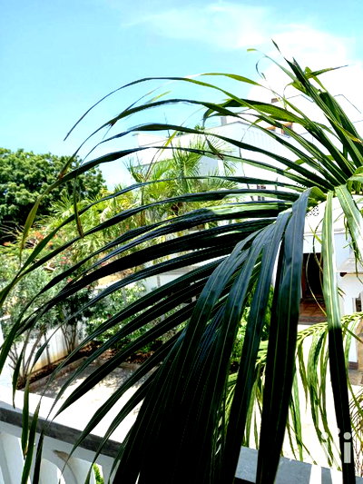 For Sale 4 Bedrooms Massinates Old Nyali - Image 1