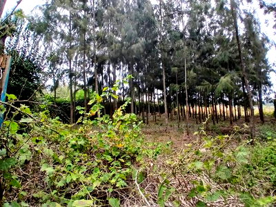 Homely Eighth Acre Plot in Kaurrai, Upper Matasia.Quick Sale - Image 3