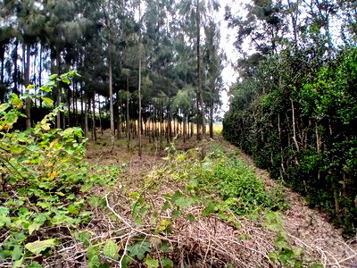 Homely Eighth Acre Plot in Kaurrai, Upper Matasia.Quick Sale - Image 2