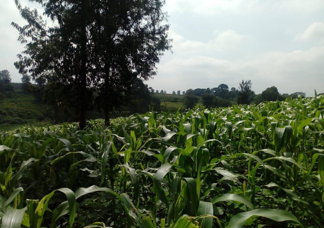 3/4 Acre Plot for KSh 27M