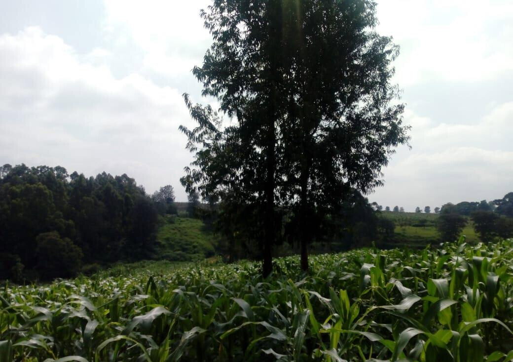 3/4 Acre Plot for KSh 27M