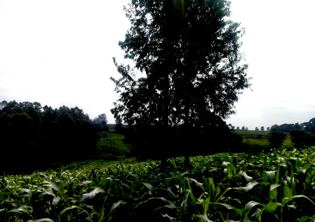 3/4 Acre Plot for KSh 27M