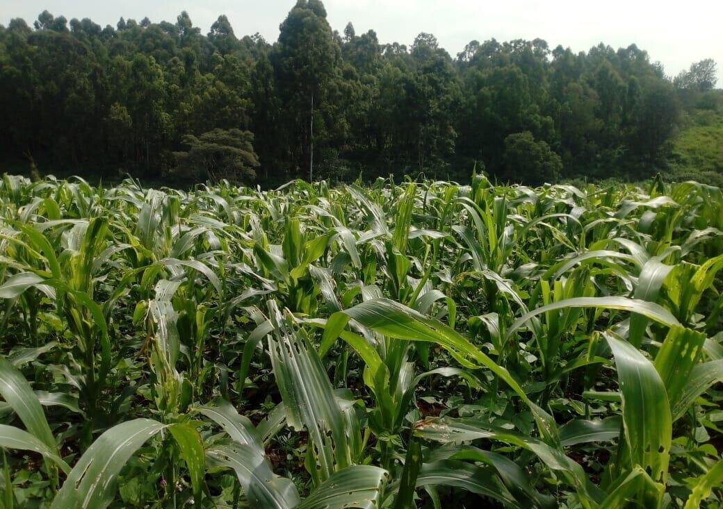 3/4 Acre Plot for KSh 27M