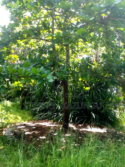 1 Acre Plot on 2nd Row, Tarmac Road Touching in Diani Beach - Image 11