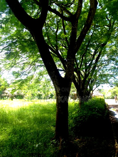 1 Acre Plot on 2nd Row, Tarmac Road Touching in Diani Beach - Image 12