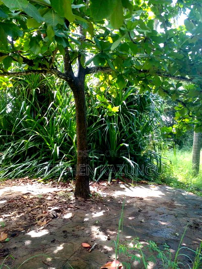 1 Acre Plot on 2nd Row, Tarmac Road Touching in Diani Beach - Image 10