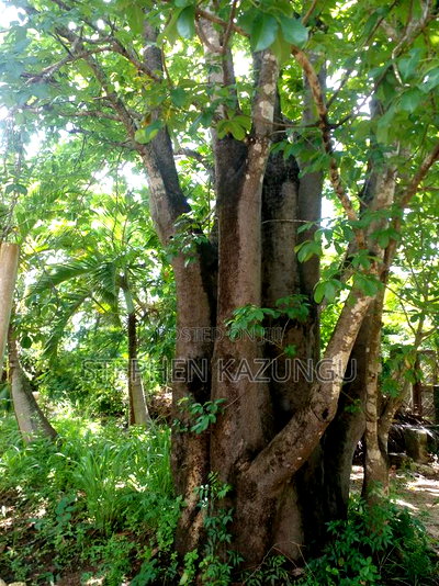 1 Acre Plot on 2nd Row, Tarmac Road Touching in Diani Beach - Image 1