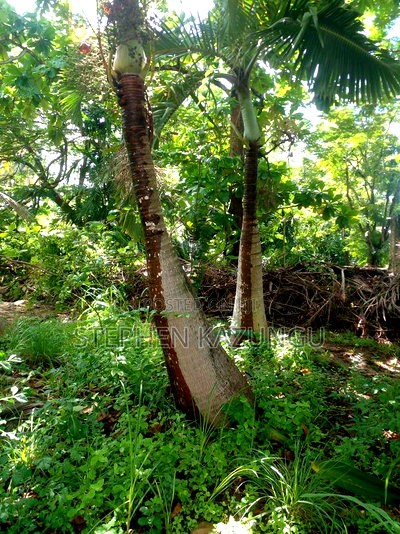 1 Acre Plot on 2nd Row, Tarmac Road Touching in Diani Beach - Image 15