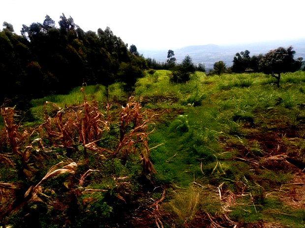 Langa Langa Gilgil 10 Acres Land for Sale