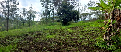 Quarter Acre Garden Plot at KSh 5.5M