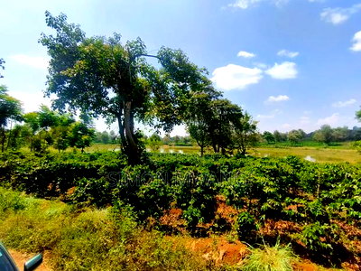 406 Acres Coffee Farm on Sale at Kiambu County - Image 5