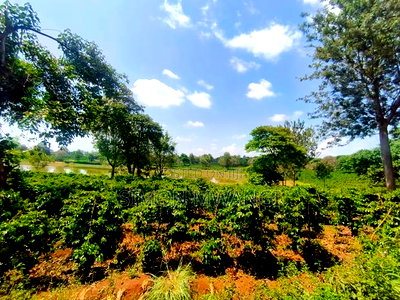 406 Acres Coffee Farm on Sale at Kiambu County - Image 2