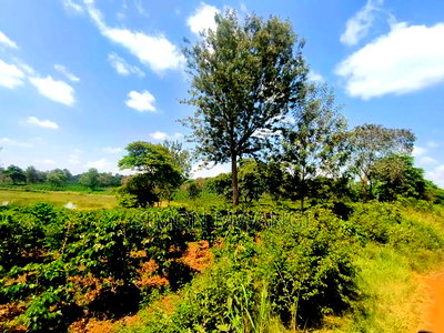 406 Acres Coffee Farm on Sale at Kiambu County - Image 3