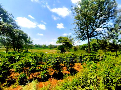 406 Acres Coffee Farm on Sale at Kiambu County - Image 1