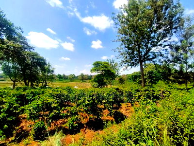 406 Acres Coffee Farm on Sale at Kiambu County - Image 4