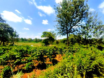 406 Acres Coffee Farm on Sale at Kiambu County - Image 6