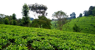 3/4 Acre Plot in Tigoni for KSh 22M