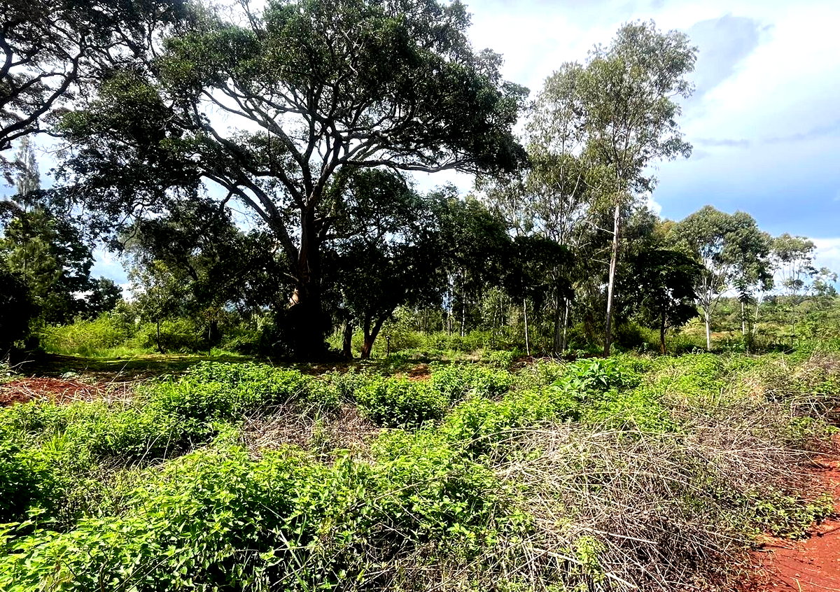 1/2 Acre Garden Plot with Parking - KSh 7.3M