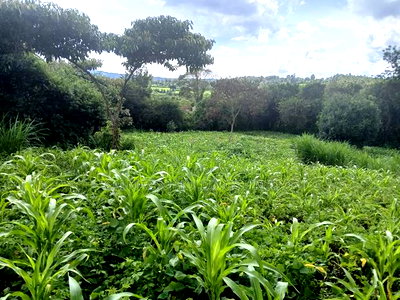 Olkeri Near Karen 3/4 Acre Prime Land for Sale - Image 3