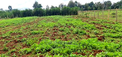 Prime 1/4 Plot for Sale in Racecourse Elgongiew in Eldoret - Image 5