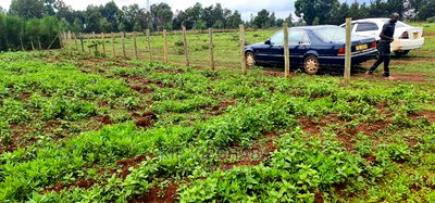 Prime 1/4 Plot for Sale in Racecourse Elgongiew in Eldoret - Image 4