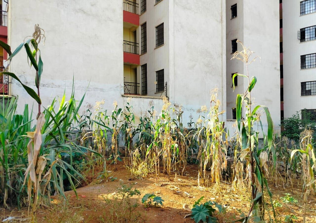 Half Acre Plot in Ruaka CBD