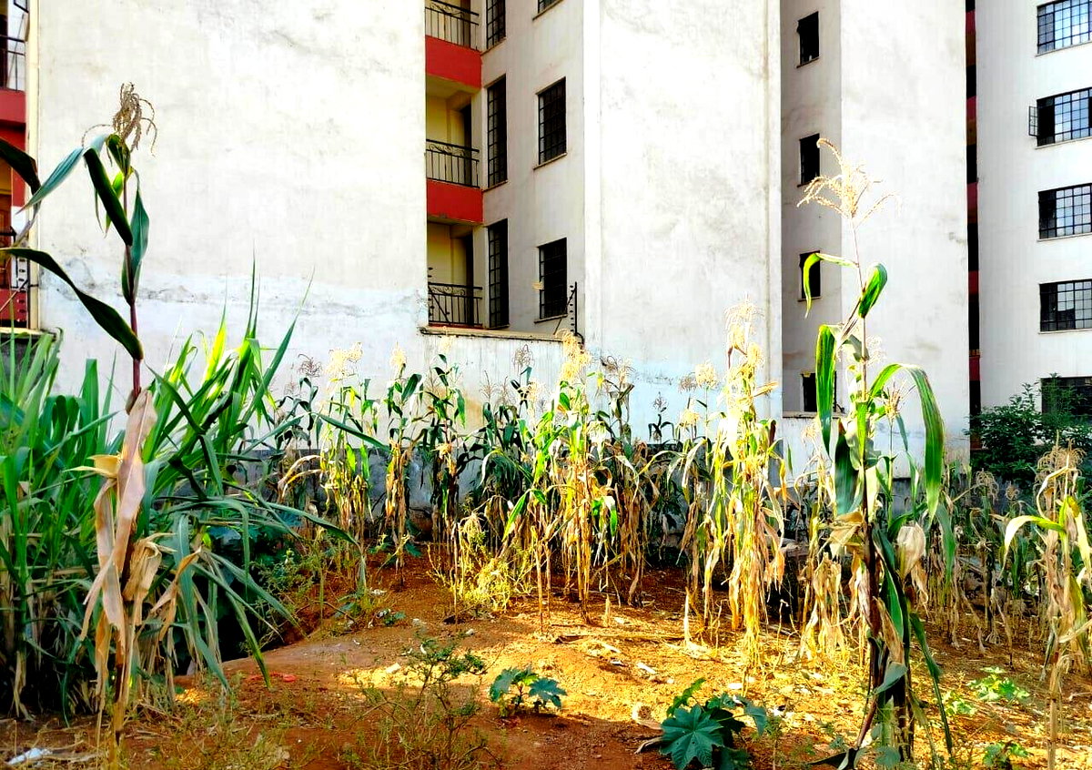 Half Acre Plot in Ruaka CBD