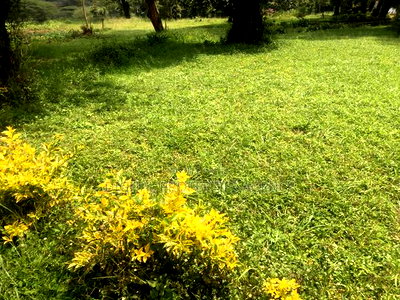 Prime 8.5 Acre Property for Sale at Karen Situ Village at 50m - Image 5