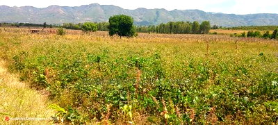 Quick Sale of 3acres in Subukia Lari at Per Acre. - Image 4