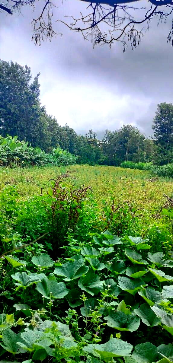 20-Acre Karen Gem at KSh 60M