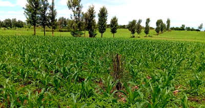 1/8 Acre Plot for KSh 400K